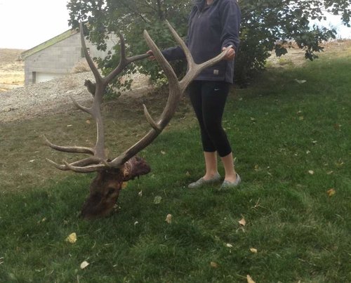 elk1.jpg elk1.jpg