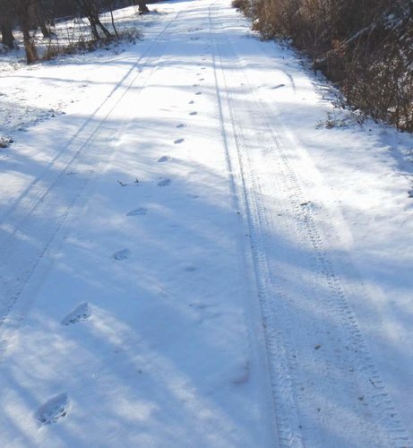 cattracksVIII.jpg cattracksVIII.jpg