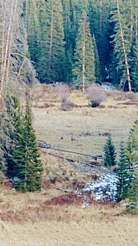 MuleDeer11.jpg