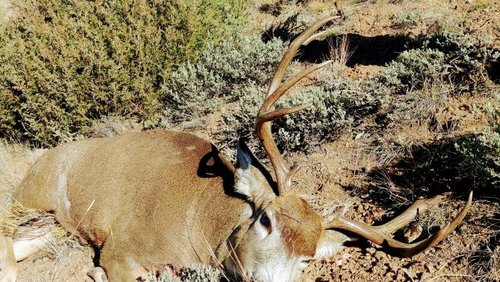 MuleDeer17.jpg