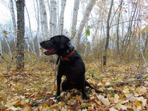 Sayner in Burnett County Forest (2).jpg