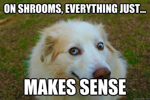 Shrooms-Meme-Funny-Image-Photo-Joke-10.jpg