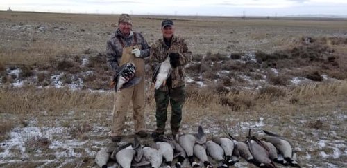 goose181.jpg