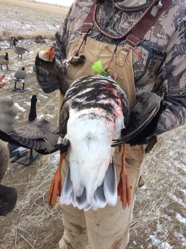 goose182.jpg