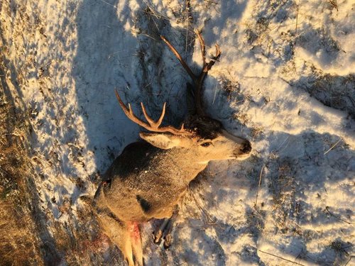 2018montanabuck2.jpg 2018montanabuck2.jpg