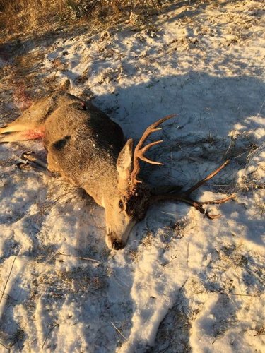 2018montanabuck2.jpg 2018montanabuck2.jpg
