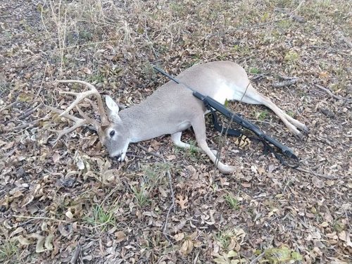 WT buck 2 2018.jpg WT buck 2 2018.jpg
