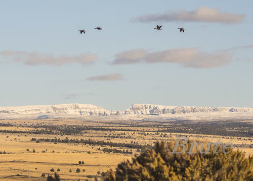 Snow Gunsite Geese  a-7592.jpg