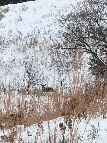 bedded buck.jpg bedded buck.jpg