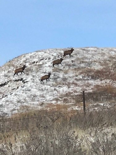 elk 1.jpg elk 1.jpg