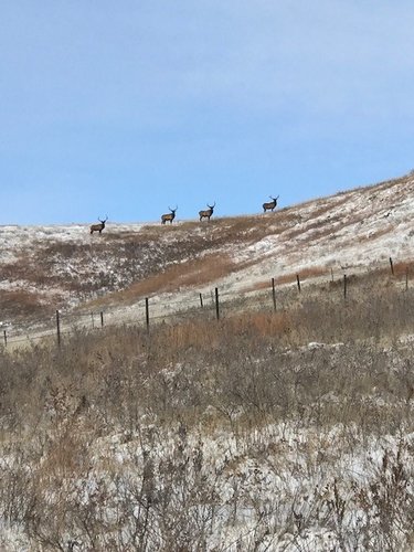 elk 2.jpg elk 2.jpg