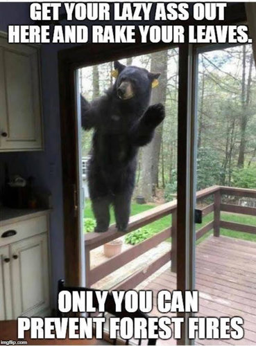 bear.jpg