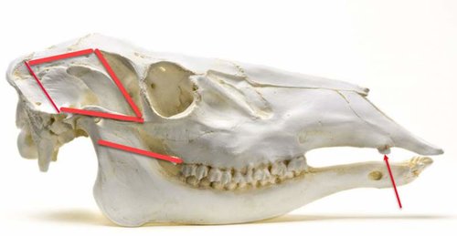 elkskull.jpg elkskull.jpg