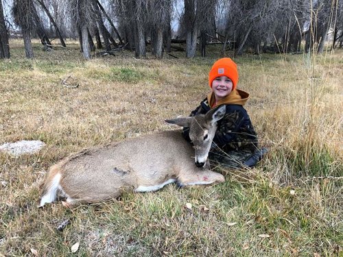 deer 2018-2.jpg deer 2018-2.jpg