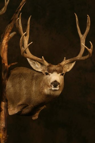 Mule Deer Mount.jpg