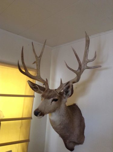 deer2.jpg deer2.jpg