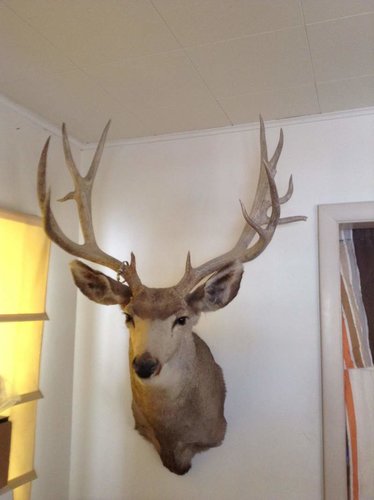 deer1.jpg deer1.jpg