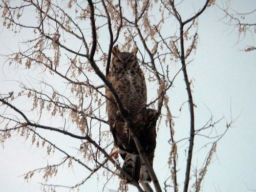 owl1.jpg owl1.jpg