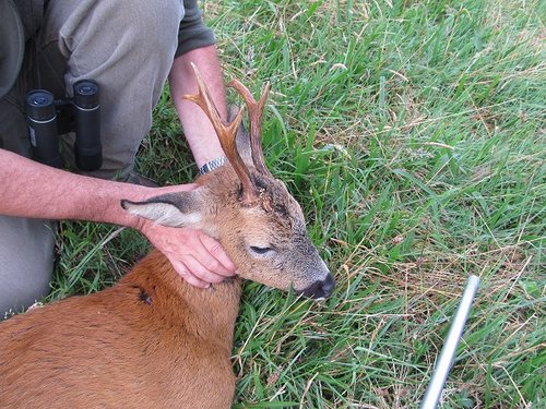 antlers.jpg antlers.jpg