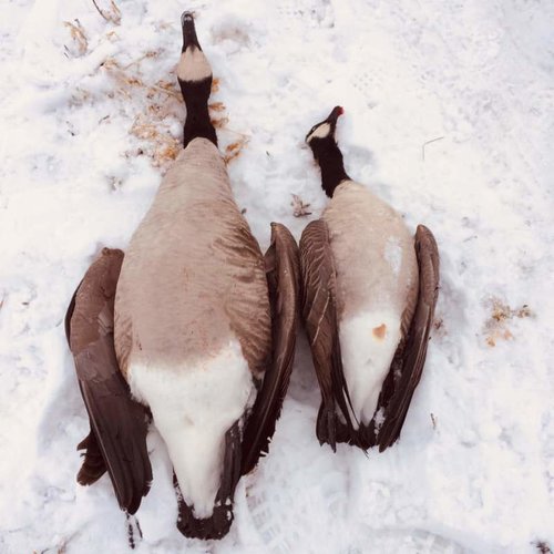 goose188.jpg