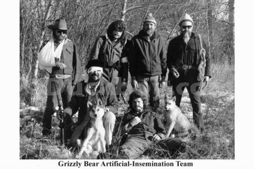 grizzly_bear_artificial_insemination.jpg