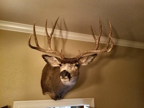 Mule Deer Mount.jpg Mule Deer Mount.jpg