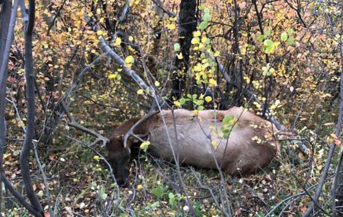 elk.jpg