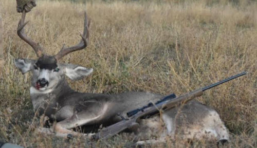 muledeer.jpg