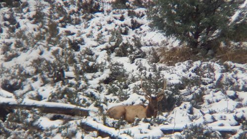 Nico Elk Bedded.jpg Nico Elk Bedded.jpg