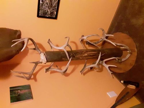 Antler Tree.jpg