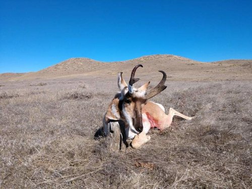 pronghorn3.jpg