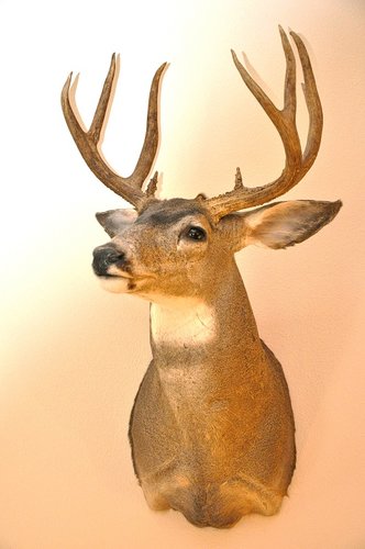 Blacktail High Cascade Bucks 2003 a1.jpg