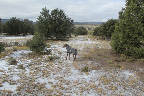 Dec 7th new coat 005.JPG
