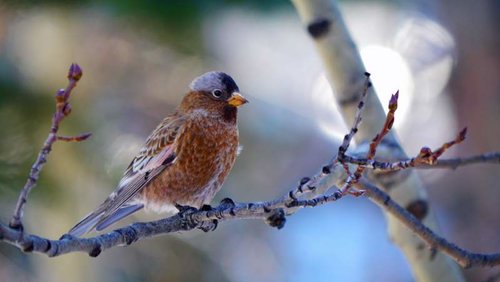 Gray-crowned-Rosy-Finch.jpg Gray-crowned-Rosy-Finch.jpg