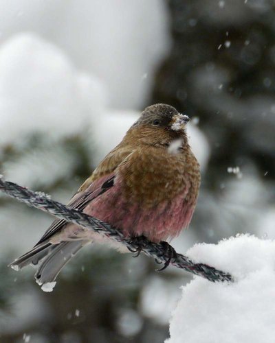 Brown-capped-Rosy-Finch.jpg Brown-capped-Rosy-Finch.jpg