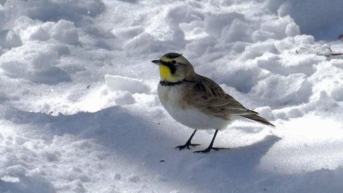 Horned-Lark-PV-2-25-17.jpg Horned-Lark-PV-2-25-17.jpg