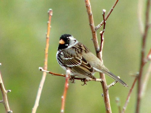 Harris'sSparrow.jpg Harris'sSparrow.jpg