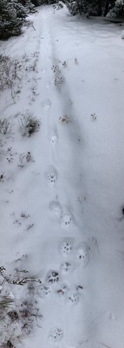 cat tracks.jpg