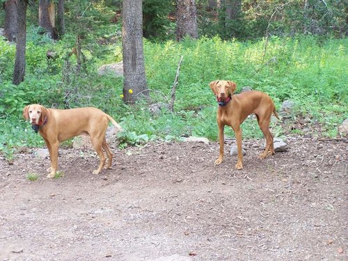 camping 7 07 GR MESA.jpg