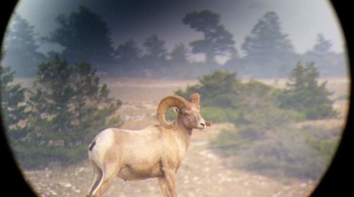 Summer Ram.jpg Summer Ram.jpg