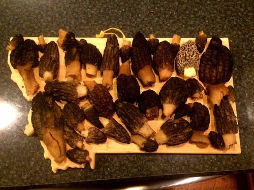 Morels.jpg Morels.jpg