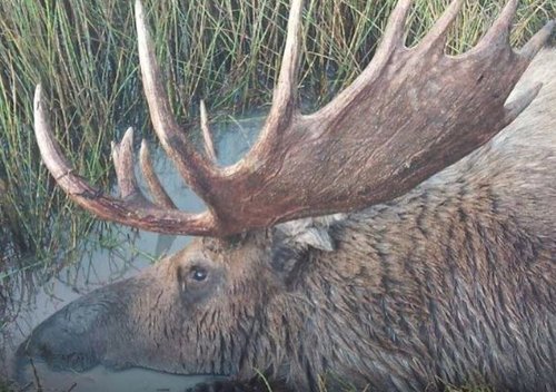 marsh_moose.JPG