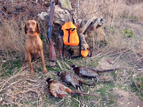 101124_pheasants.jpg 101124_pheasants.jpg