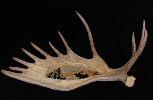 moose_antler_shed2.jpg