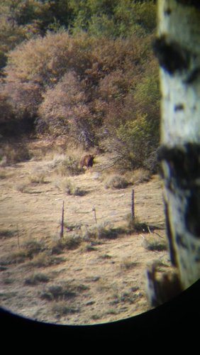 Bear.jpg Bear.jpg