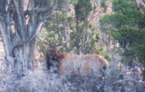 5 61 Live Bull 1.jpg 5 61 Live Bull 1.jpg