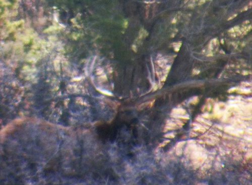5 61 Live Bull 2.jpg 5 61 Live Bull 2.jpg