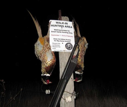 6 Pheasant.jpg 6 Pheasant.jpg