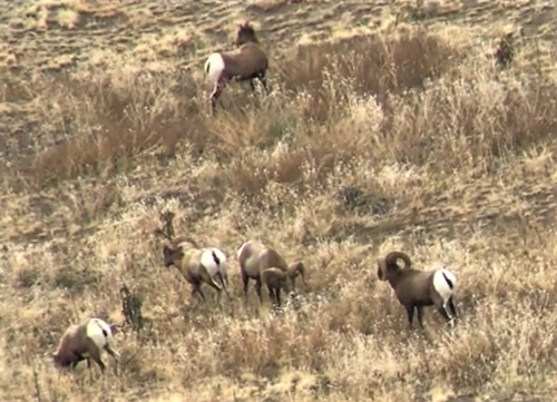 Sheep Teaser Rams.PNG Sheep Teaser Rams.PNG