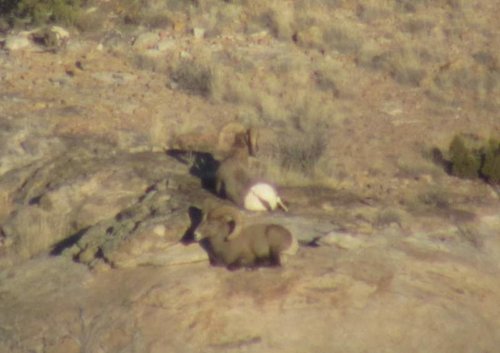 Sheep 2 Rams.jpg Sheep 2 Rams.jpg